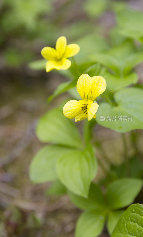 光滑的黄紫罗兰(Viola glabella)